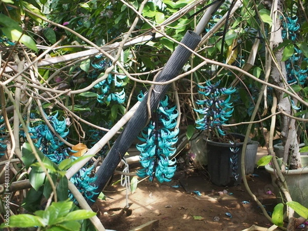 Obraz ヒスイカズラ