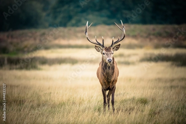 Fototapeta Czerwony jeleń