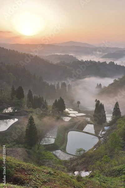 Fototapeta 新潟、棚田の景色
