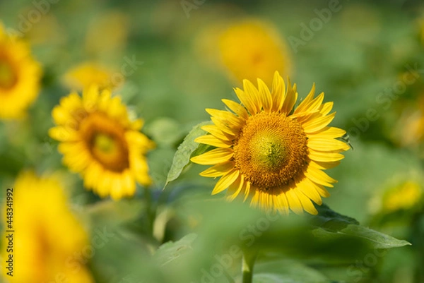 Fototapeta 夏の風景　向日葵