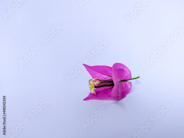 Obraz pink flower on white background