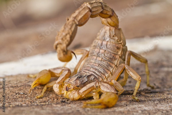 Fototapeta buthus scorpion