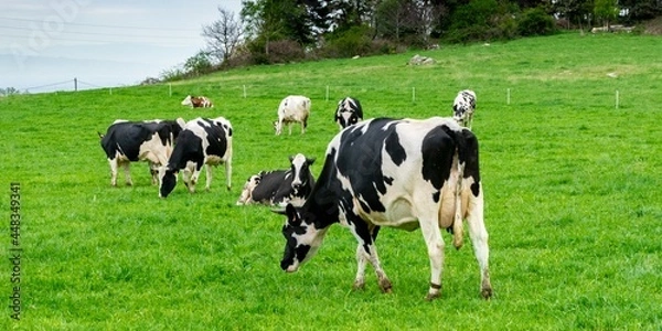 Fototapeta view of holstein cow in pasture