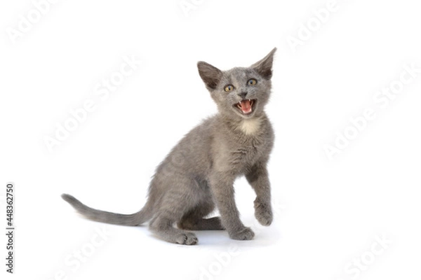 Fototapeta A gray kitten is playing and posing. Photo of a pet on a white background.