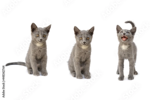 Fototapeta A set of three gray kittens. Photo on a white isolated background.