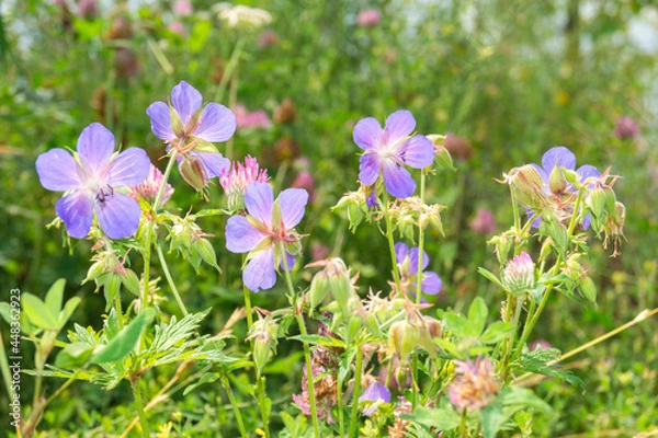 Fototapeta Meadow geranium, grows near the lake
