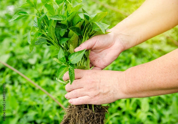 Obraz Fresh pepper seedlings in the hands of a farmer. Planting vegetables in the field. Agriculture and farming. Agribusiness. Selective focus