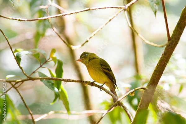 Fototapeta 繁みの小枝にとまったキバラメジロハエトリ