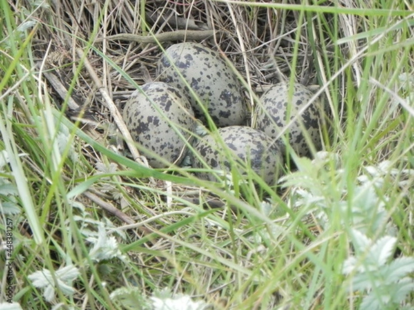 Fototapeta egg in the grass