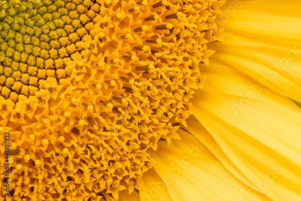 Fototapeta Sonneblume