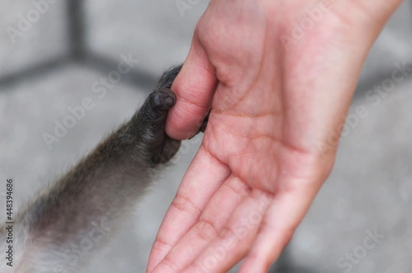 Obraz long tailed macaque holding a woman's thumb malaysia