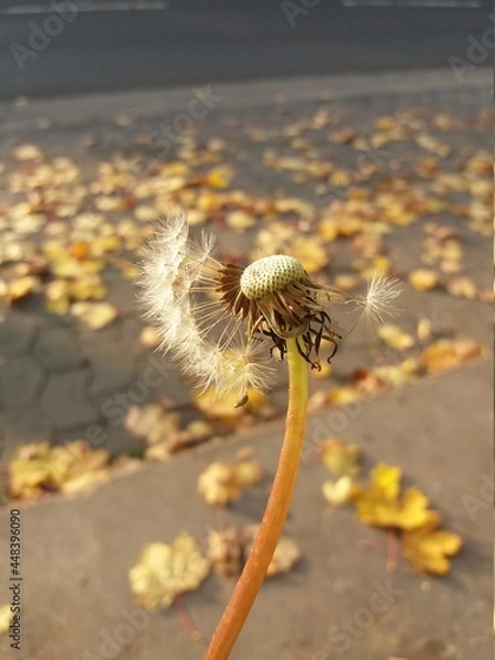 Obraz Dandelion with autumn leaves.