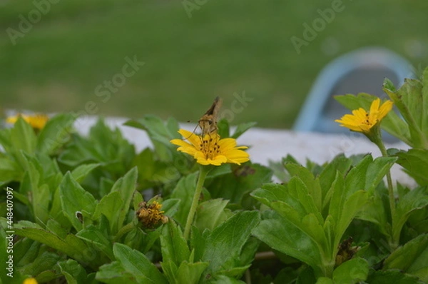 Obraz butterfly on a flower