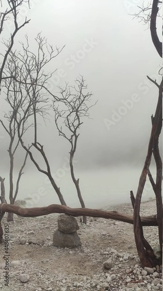 Fototapeta tree on the crater