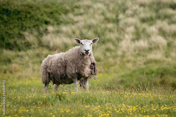 Fototapeta A wooly ewe sheep molting wool in the countryside