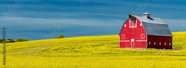 Fototapeta Red barn in a yellow field of Canola Rapeseed