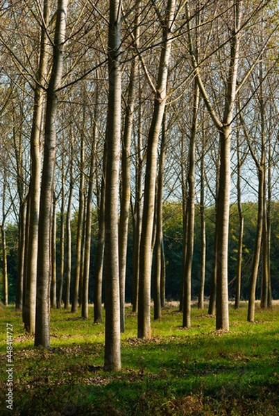 Fototapeta reforestation of poplar trees at autumn sunset