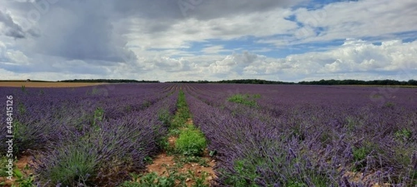 Obraz lavender field region