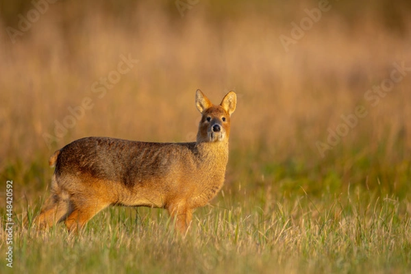 Obraz Chinese Water Deer stands in a Cambridgeshire Fen