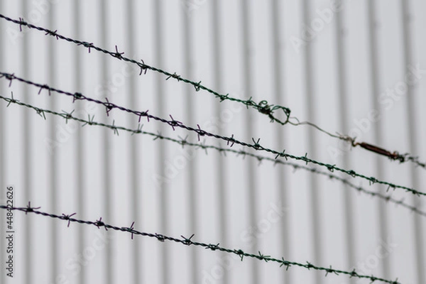 Fototapeta Barbed wire fence as protection and no trespassing safety symbol and warning for defense and military razor sharp security for jail and imprisonment of criminals and secure border line fixation in war