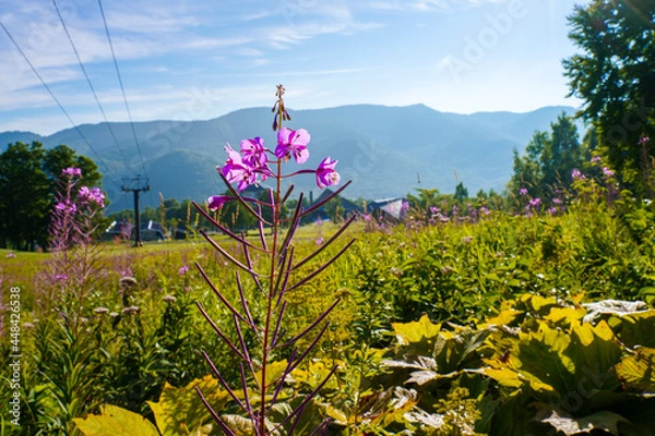 Obraz 日本夏山の風景
