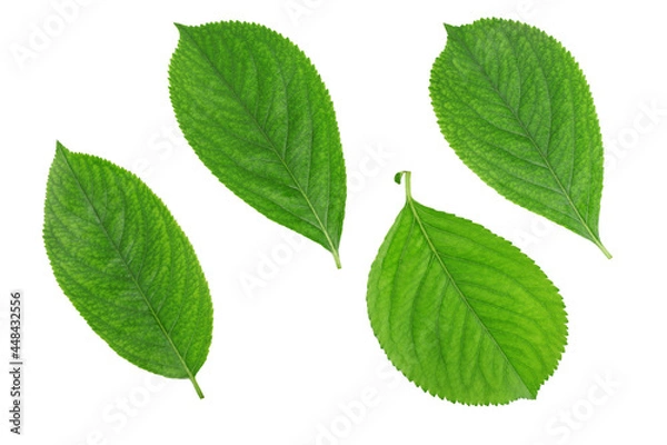 Obraz Cherry leaves, top view, isolated on a white background