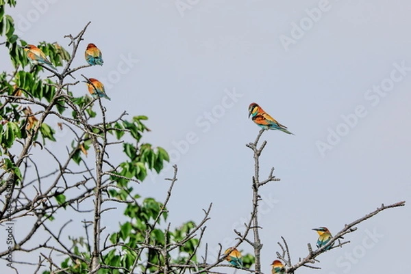 Fototapeta Close-up portrait of Bee-eater sitting on the tree. Flying jewel. European Bee-eater, Merops apiaster