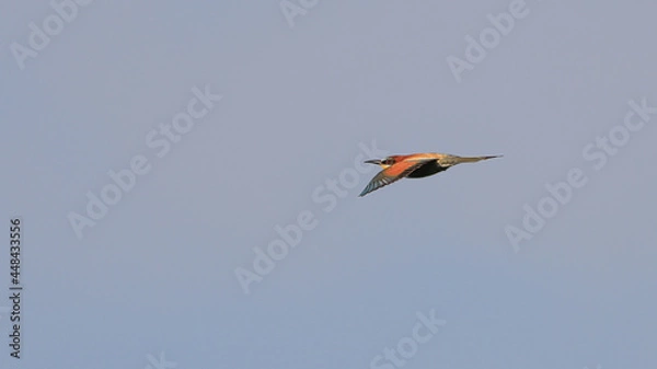 Fototapeta Action photo. Bee-eater flying in a dynamic pose. Flying jewel. European Bee-eater, Merops apiaster