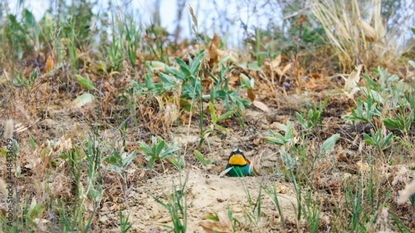 Fototapeta Close-up photo of a bee-eater peeking out of a nest. European Bee-eater, Merops apiaster