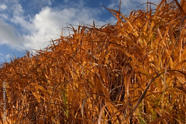 Obraz golden wheat field