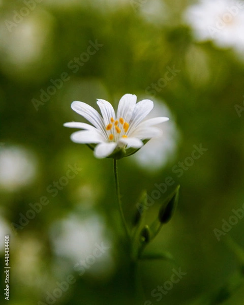 Obraz white daisy flower