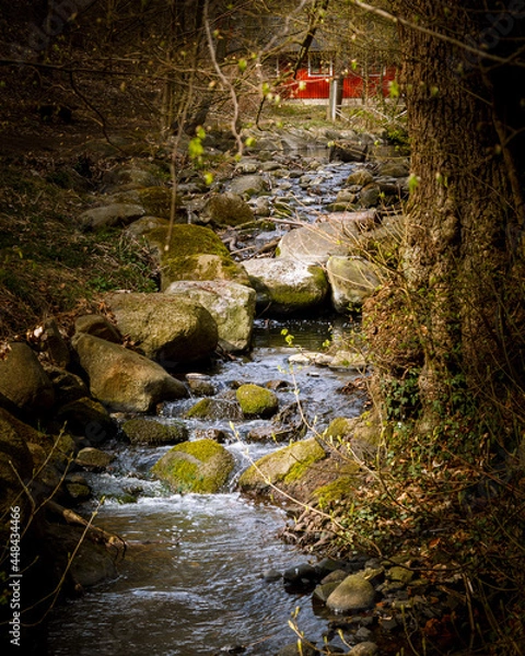 Obraz stream in the forest