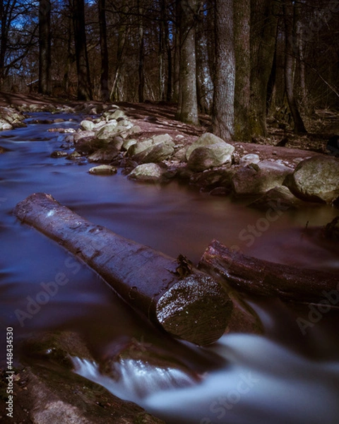 Obraz stream in the forest
