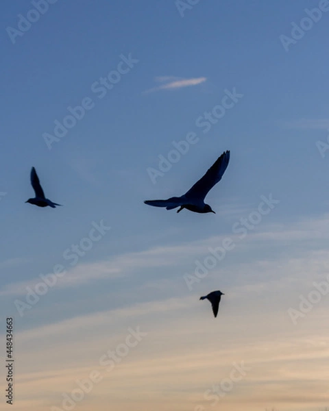 Obraz birds in flight
