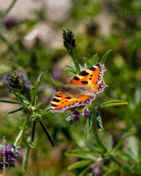 Obraz butterfly on flower