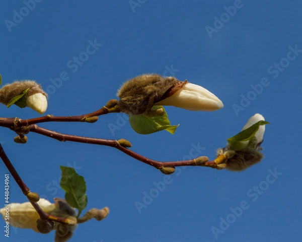 Obraz branches with buds