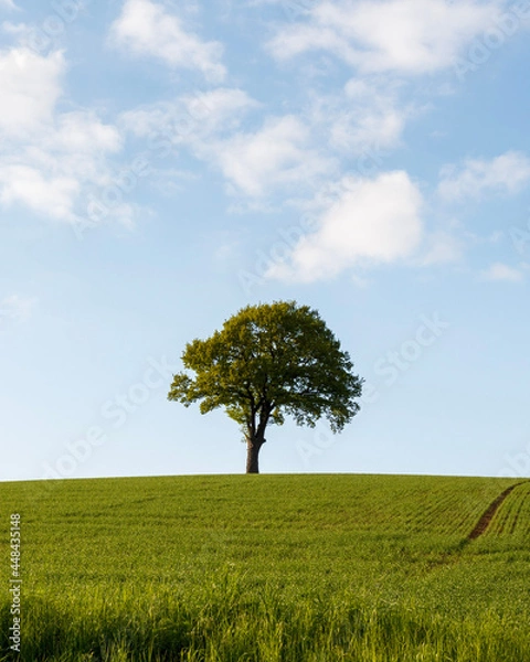 Obraz tree in field