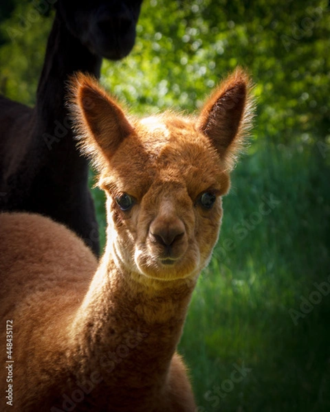 Obraz deer in the zoo