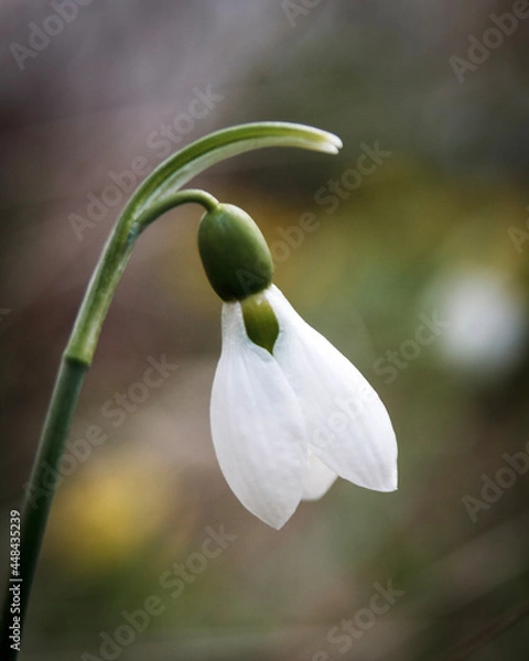 Fototapeta snowdrops in spring
