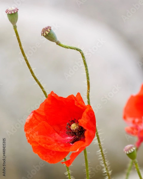 Obraz red poppy in a field