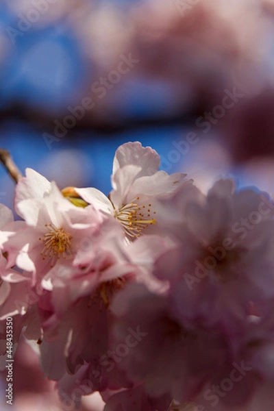 Obraz cherry tree blossom