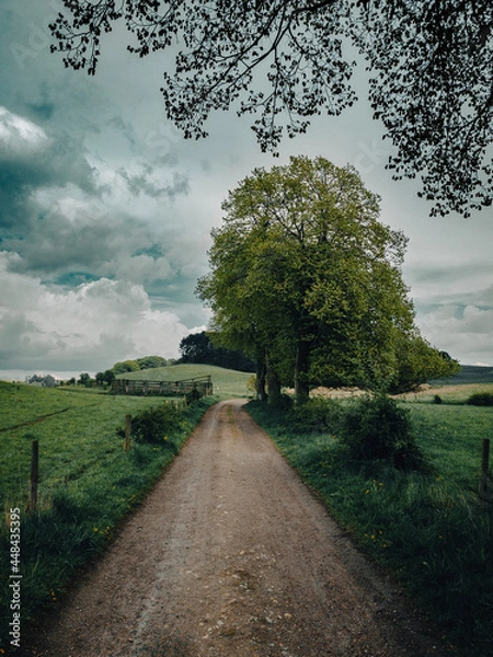 Obraz road in the park