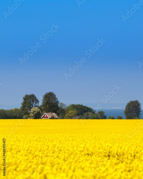 Obraz yellow rapeseed field