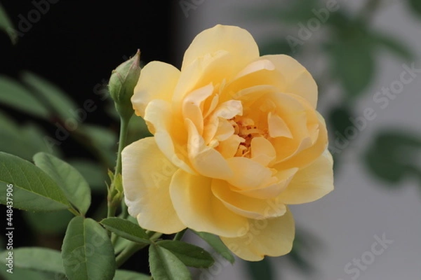 Obraz yellow rose on white black background