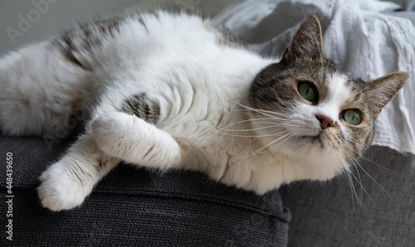 Obraz Stunning cat with green eyes and long white whiskers