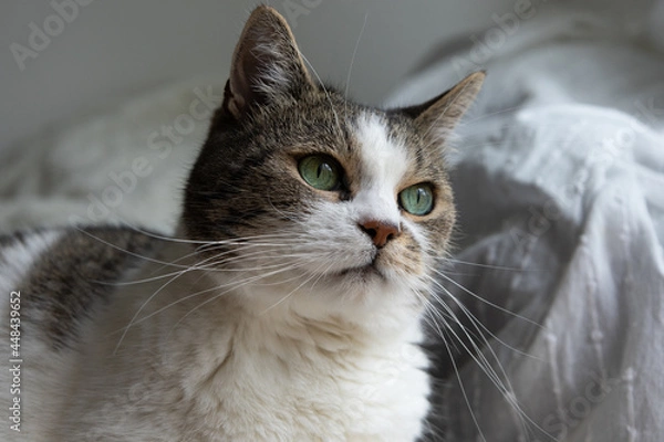 Fototapeta Stunning cat with green eyes and long white whiskers