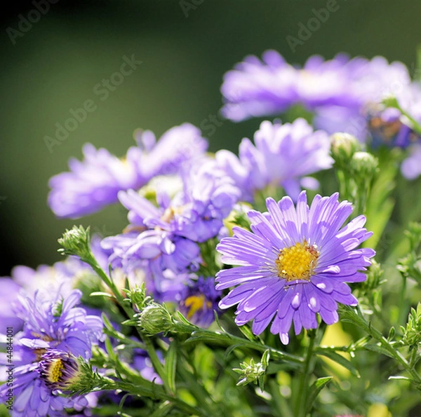 Obraz Herbstaster, Gartenaster