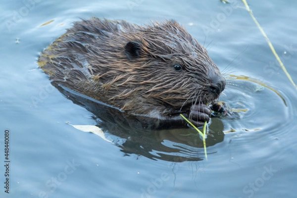 Obraz Wild beaver eating in the river