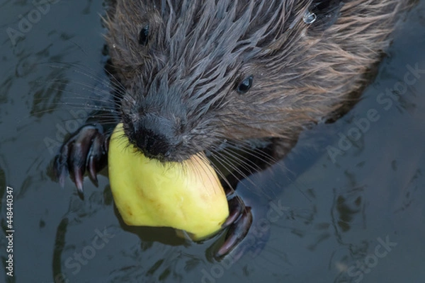 Obraz Wild beaver eating in the river