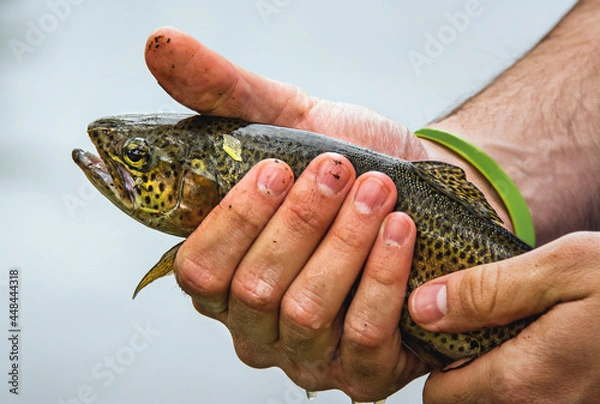 Obraz Freshly caught fish in hand